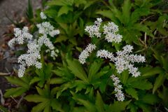 可憐な花　イワヤツデ？　DSC_6328