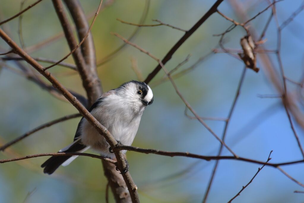 綺麗に撮れた？　DSC_5694