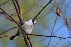 綺麗に撮れた？　DSC_5694