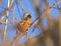 枝の間から　DSCN0925