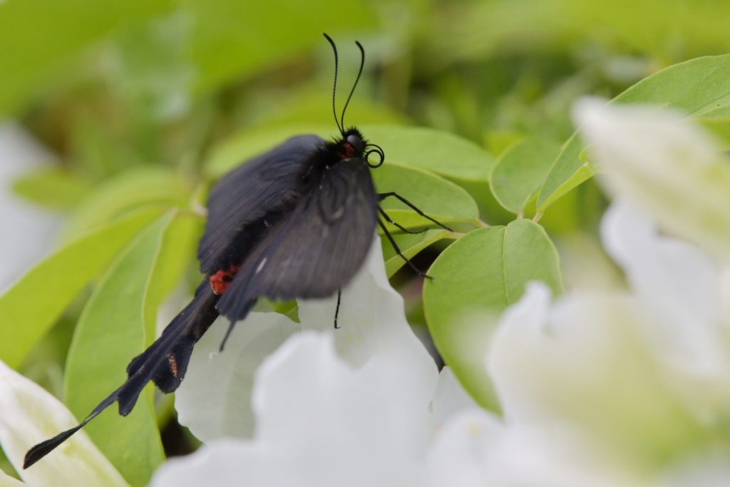 オナガアゲハ　DSC_0224