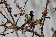 シジュウカラ　２　　DSC_7552