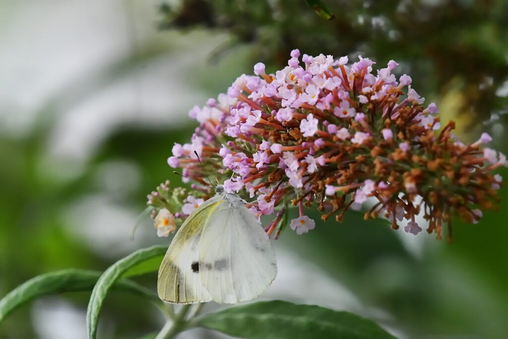 ブッドレアにモンシロチョウ　　DSC_0423