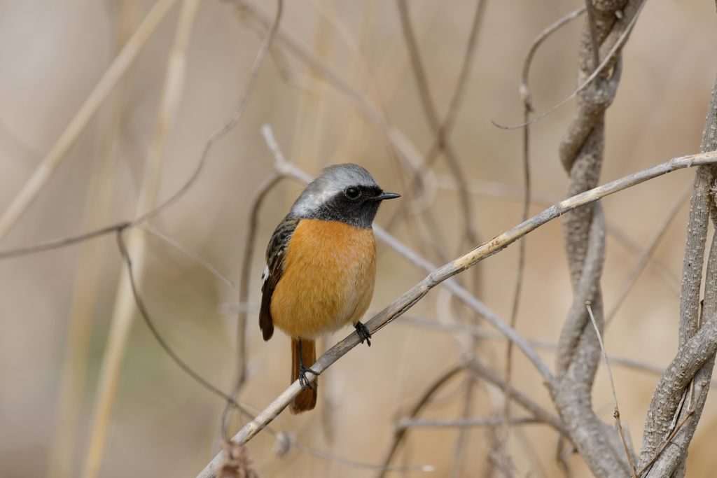 川原のジョウビタキ　３　DSC_8081