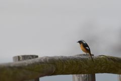 春の愁い　 DSC_0693