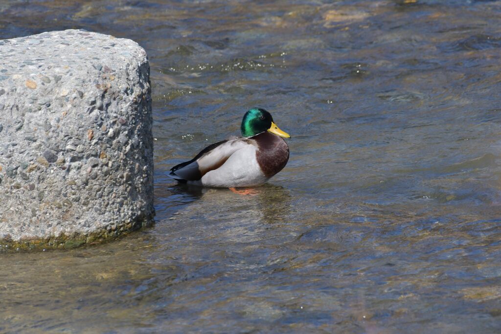 輝くグリーンヘッド　　　DSC_4752