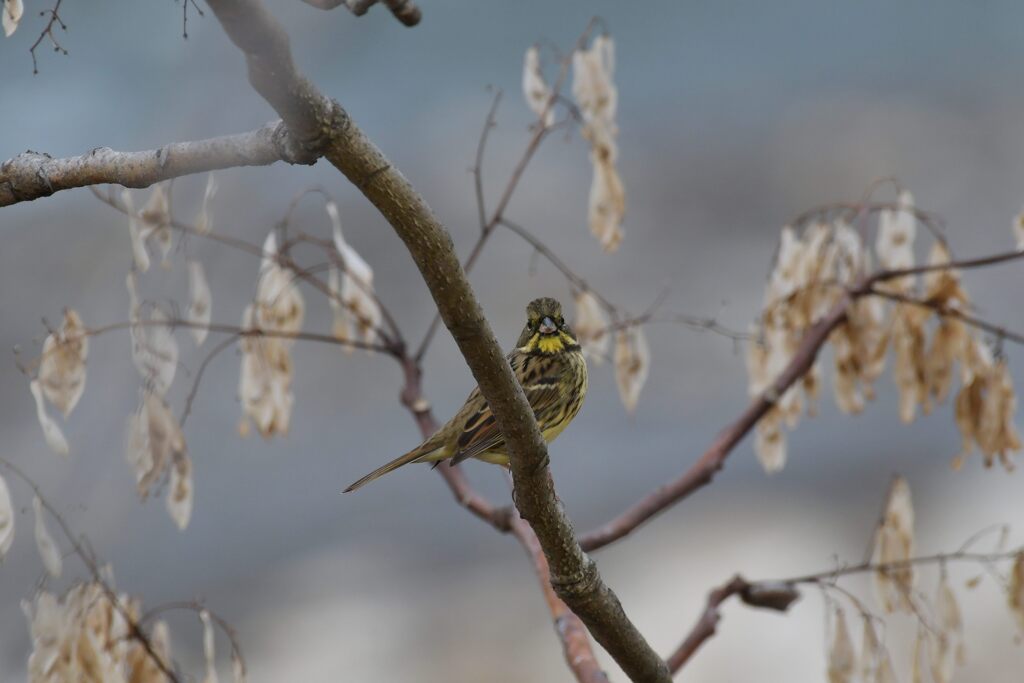 撮っているの？　　DSC_0912