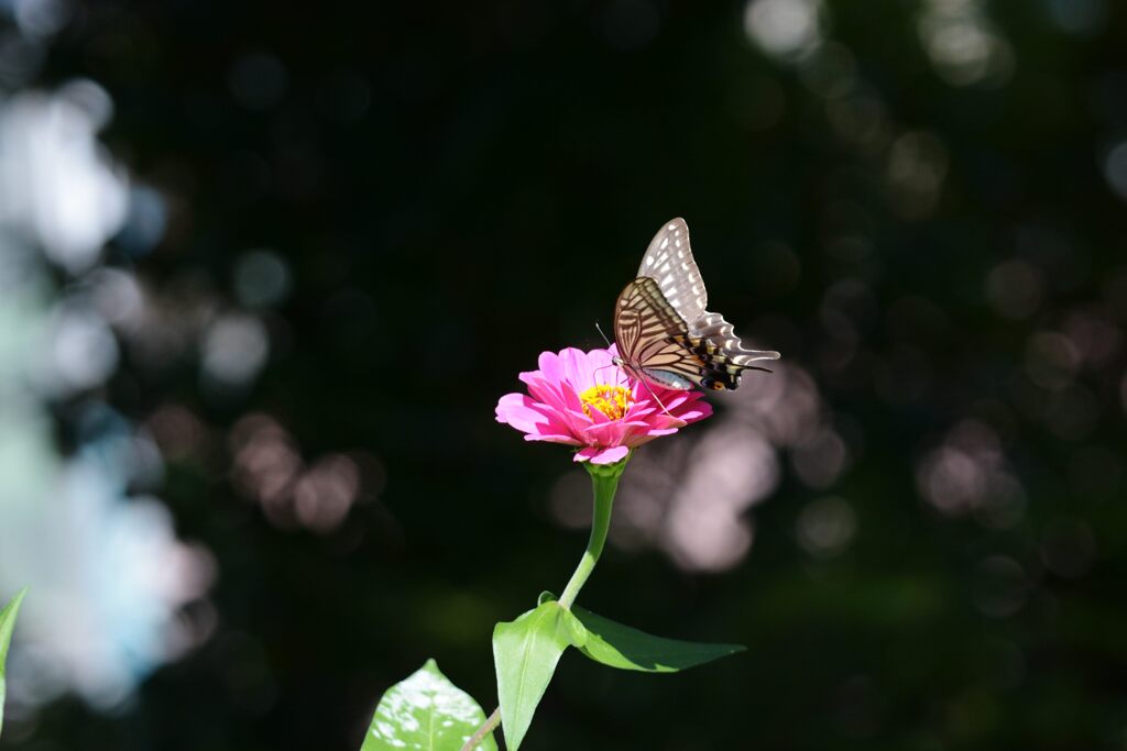 木漏れ日　　DSC_2585