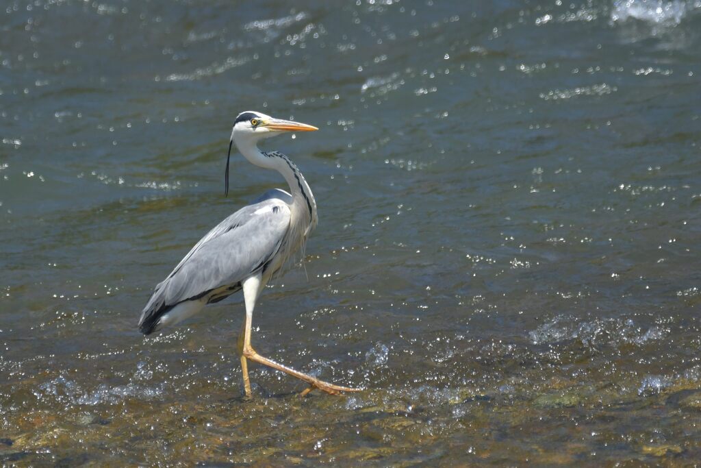 ちょっと気取って　　DSC_3553