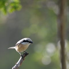 緑の中で　　DSC_3384