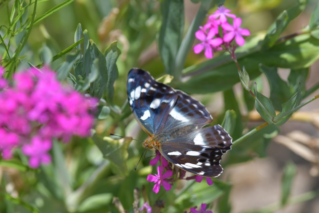 メスグロヒョウモン　４　DSC_4550