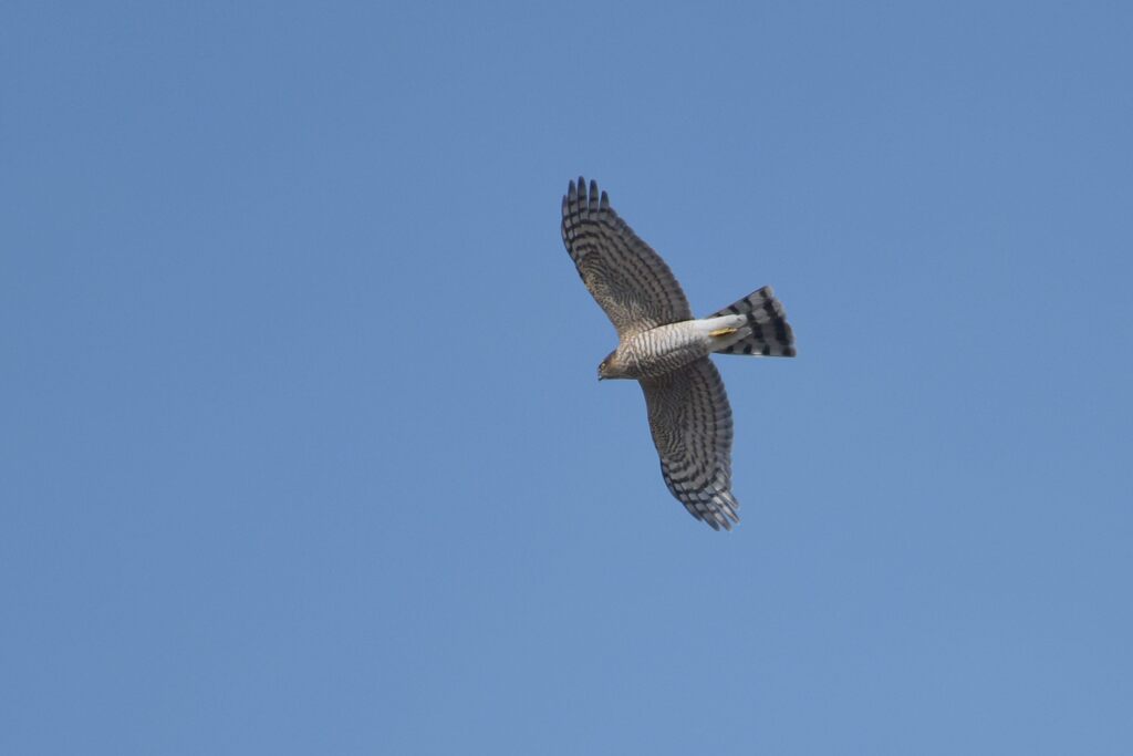 青空に舞う　　DSC_4110