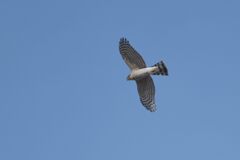 青空に舞う　　DSC_4110