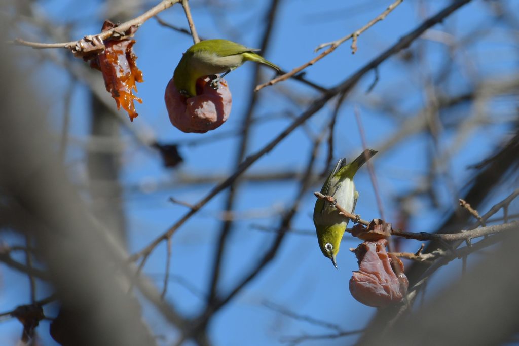 ヒヨくんが来ないうちに・・・　DSC_5286