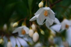 エゴノキの花　　DSC_7096