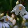 エゴノキの花　　DSC_7096