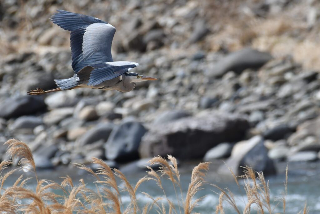 アオサギ　　　DSC_9388