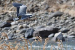 アオサギ　　　DSC_9388