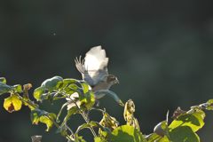 飛び出し　DSC_9770