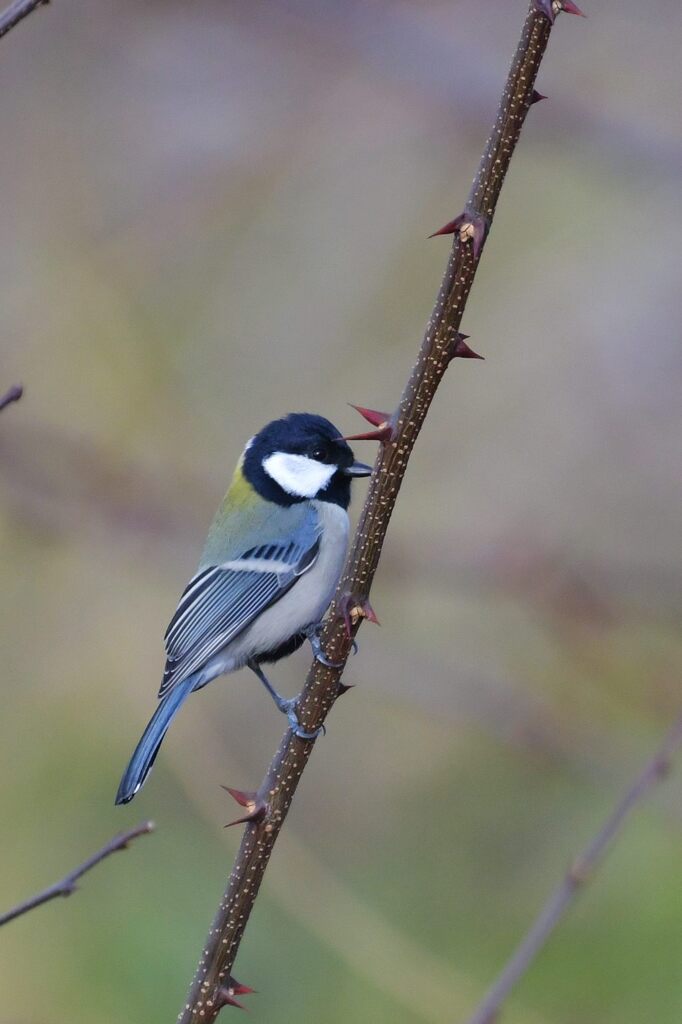 シジュウカラ　　DSC_4218