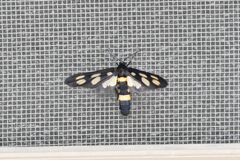 カノコガ　　　DSC_2464