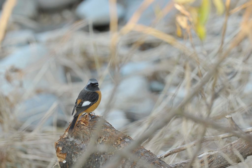 お早う、ジョビくん！　DSC_0803