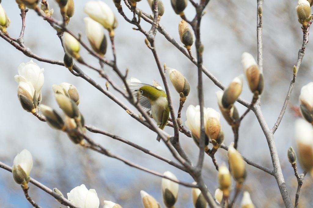 やばい、見つかったかな？　DSC_1383