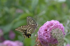 ブッドレアにナミアゲハ　２　DSC_6438