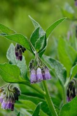 野の花　　DSC_4366