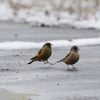 おっと！？　　DSC_3454