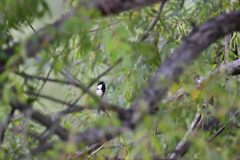 見ーつけた！　DSC_0540