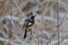 また雪・・・　DSC_7365