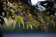 「残照」　DSC_2669