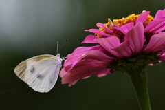 百日草にモンシロチョウ　　DSC_0464