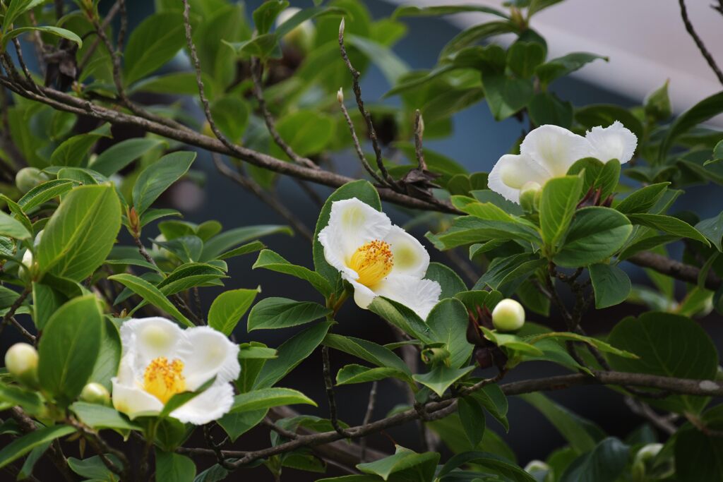 ナツツバキ　　DSC_9751