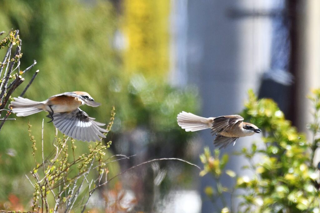 モズ　　　DSC_1559