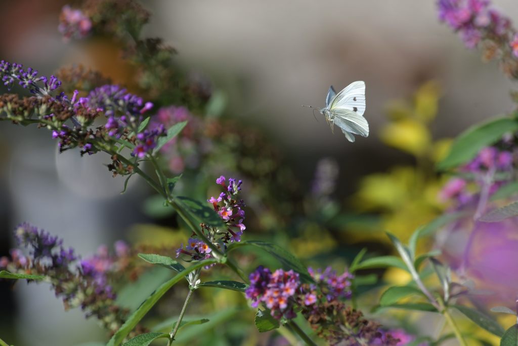 花の森を舞う　DSC_1110