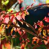 ニシキギの紅葉　　DSC_6129