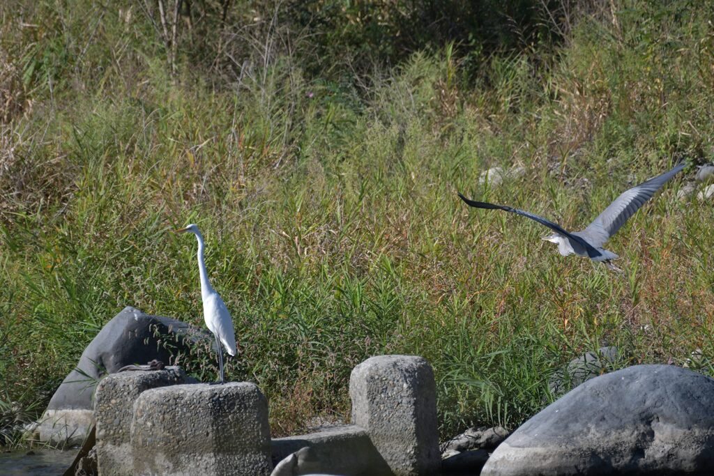 シロとアオ　DSC_3149