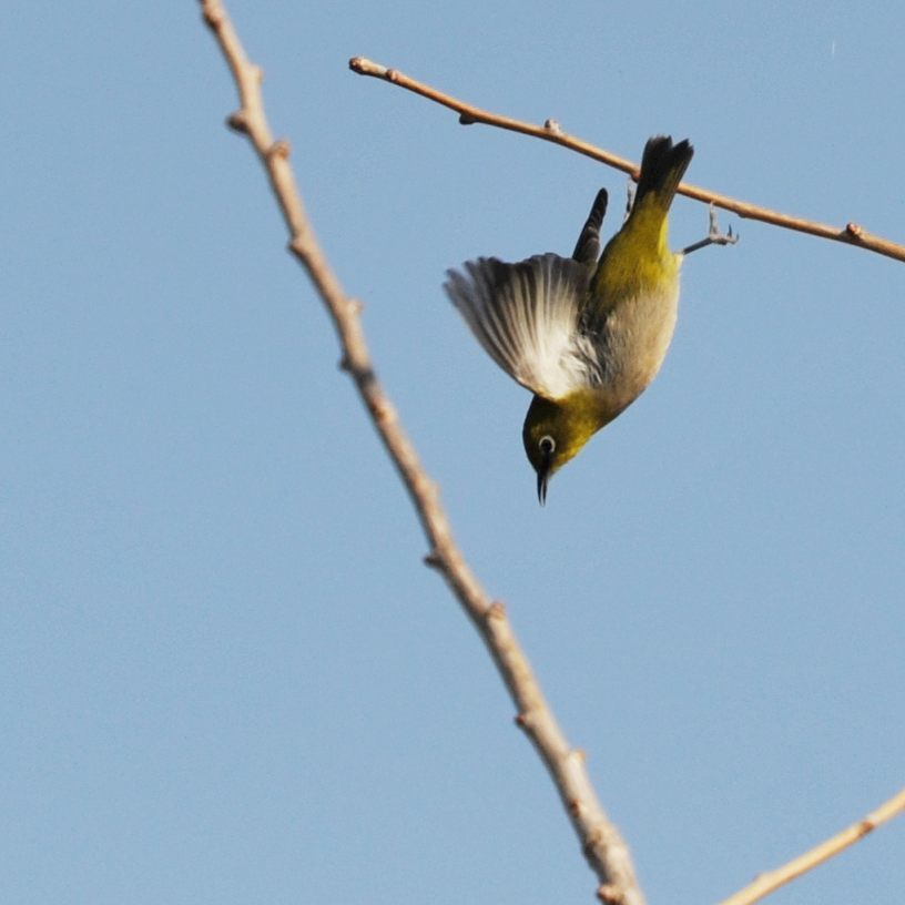 枯れ枝にメジロ舞う　DSC_8472