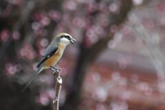 春に歌う　　DSC_7738