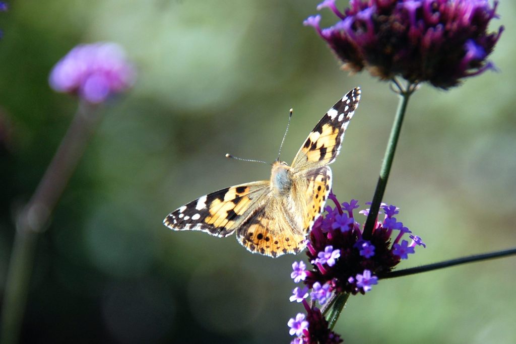 Beauty   　　　DSC_4053