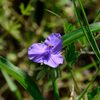 ムラサキツユクサ　　DSC_4186