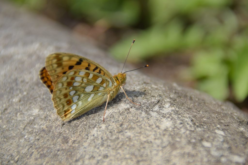石の上で　DSC_2307