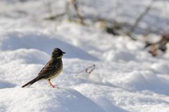 雪の野に　 DSC_2983