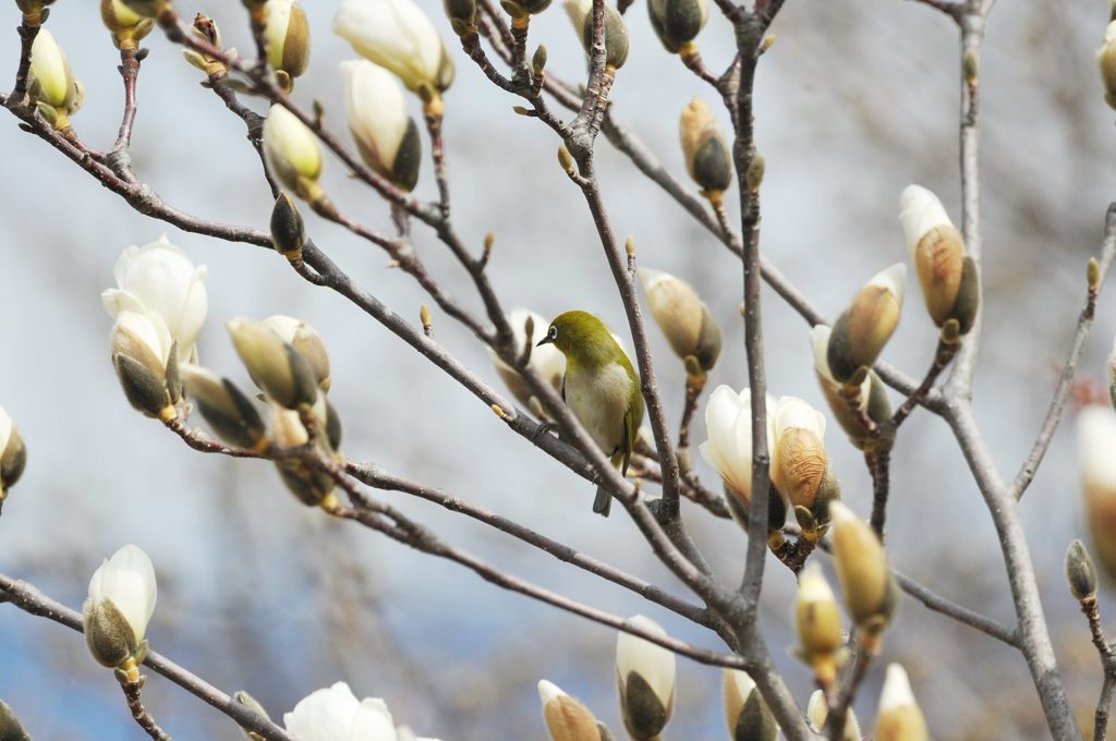 ヒヨくん行ったかな？　DSC_1382