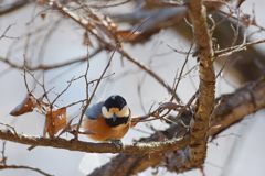 ヤマガラ　DSC_5400