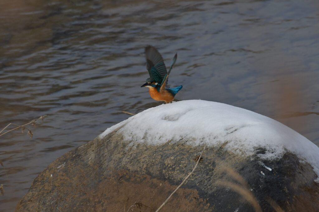 カワセミの飛び出し　２　　DSC_1592