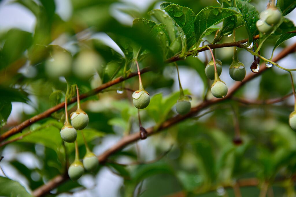 エゴノキ　１　DSC_5746