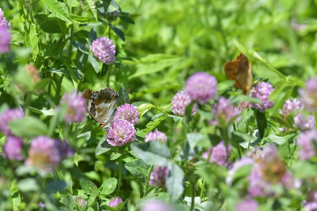 そっとチャンスを窺う　DSC_4987